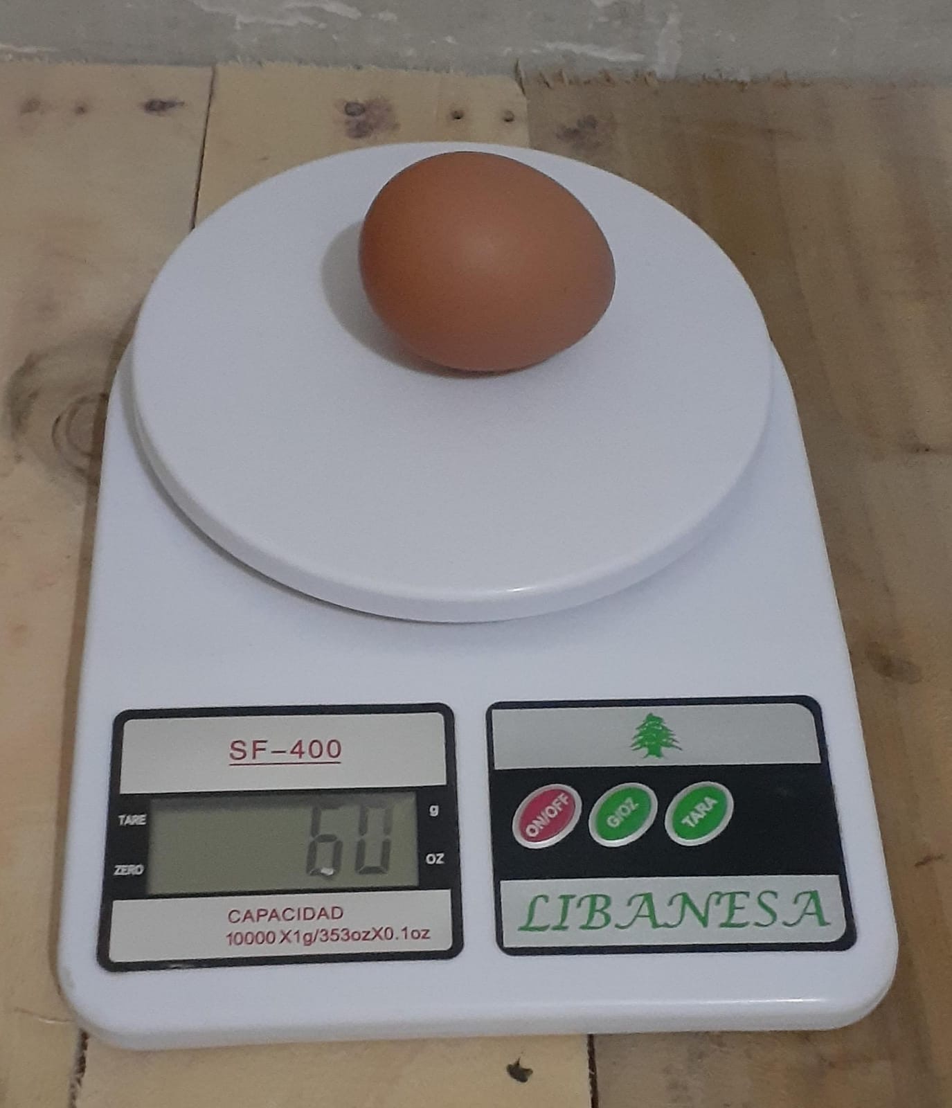 Lohmann Brown Egg Laying Hen