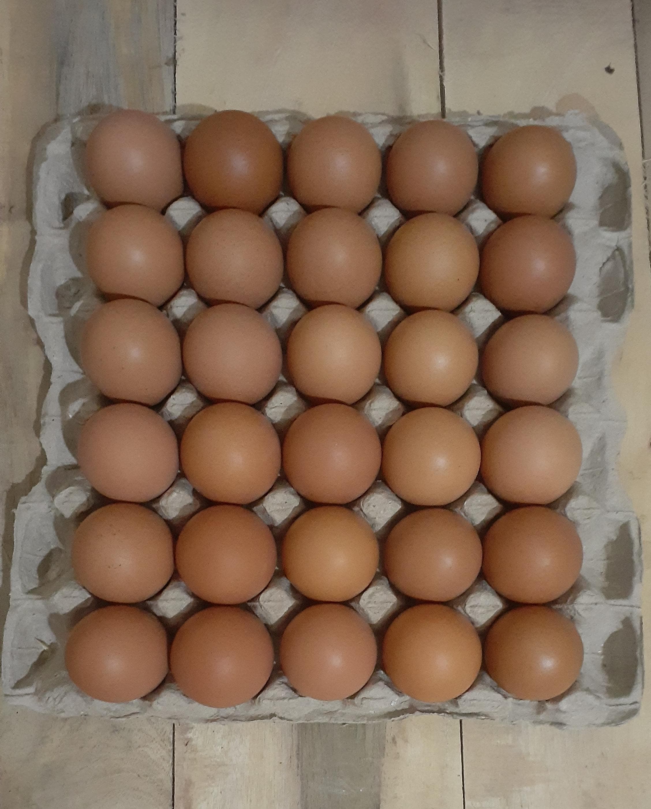 Lohmann Brown Egg Laying Hen