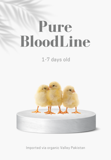 Lohmann Black Day-Old Chicks – Premium Egg-Laying Breed