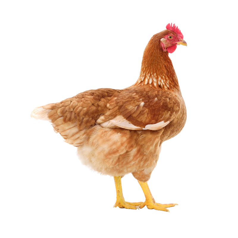 Lohmann Brown Egg Laying Hen