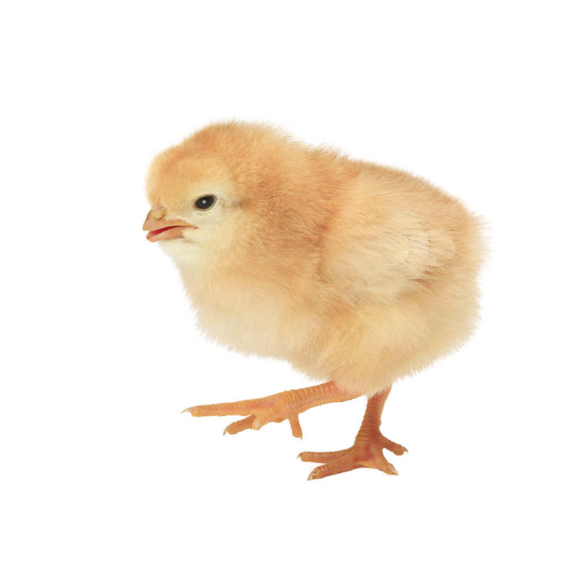 Lohmann Brown Chicks – Premium Egg-Laying Breed