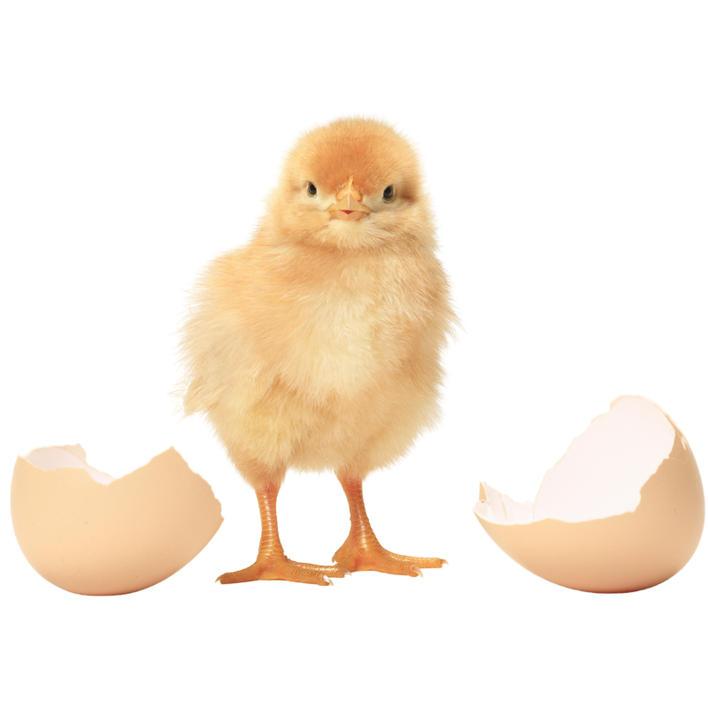 Lohmann Brown Chicks – Premium Egg-Laying Breed