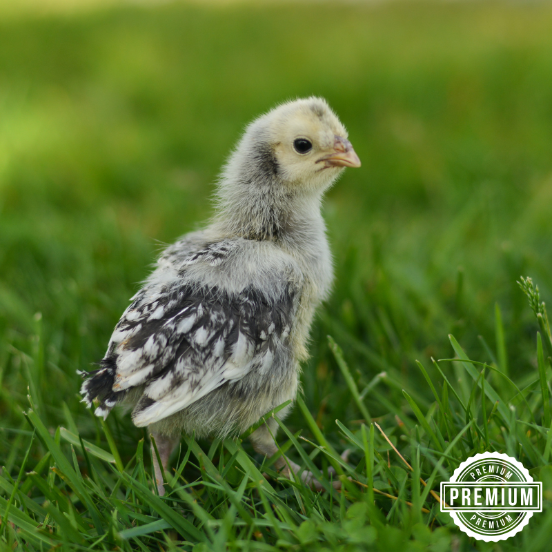 Silver Wyandotte Chicks