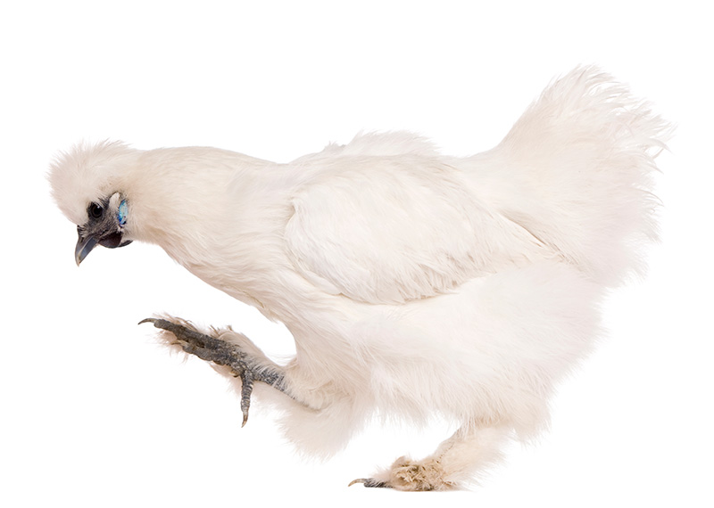 White Silkie Chicken (Adult Breeders) – Anwaar Fresh Farm