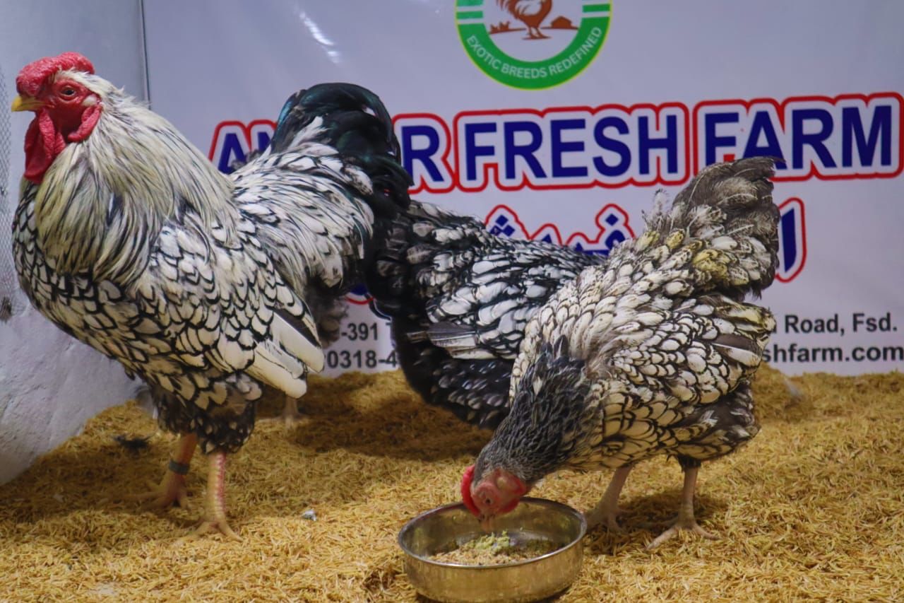 Silver Wyandotte Day-Old Chicks