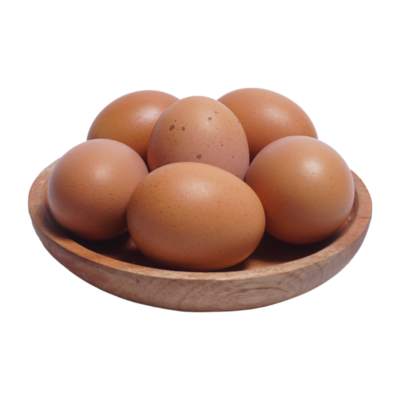 Lohmann Brown Egg Laying Hen