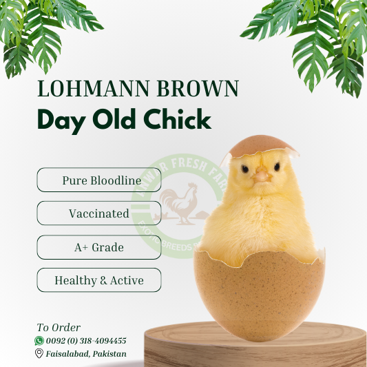 Lohmann Brown Day-Old Chicks – Premium Egg-Laying Breed