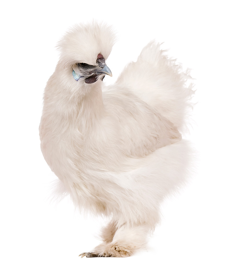 White Silkie Chicken (Adult Breeders) – Anwaar Fresh Farm